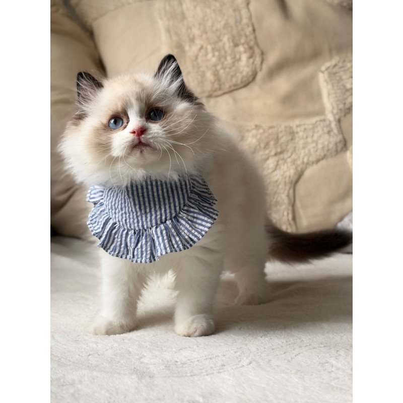 Ragdoll Rom