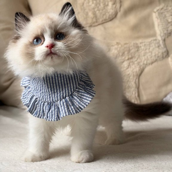 Ragdoll Rom