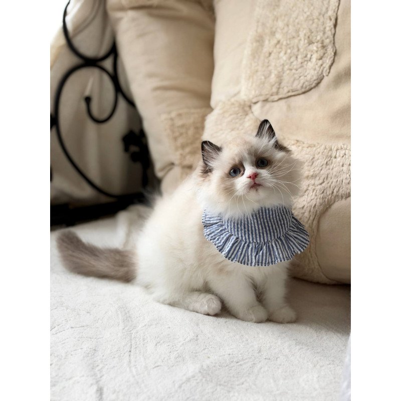 Ragdoll Rom
