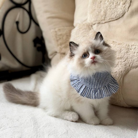 Ragdoll Rom