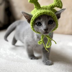 Russian Blue Nanny