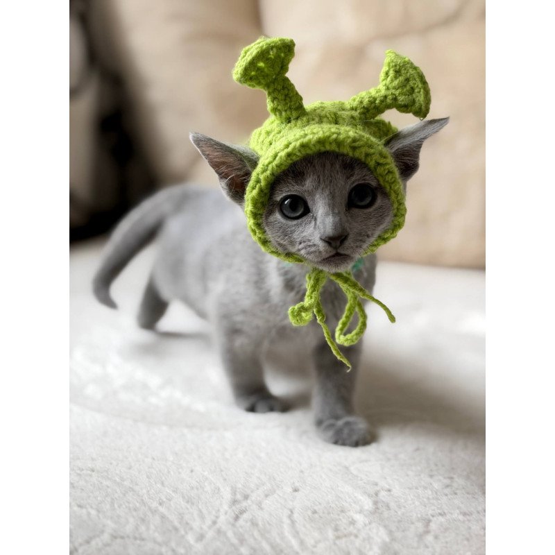 Russian Blue Nanny