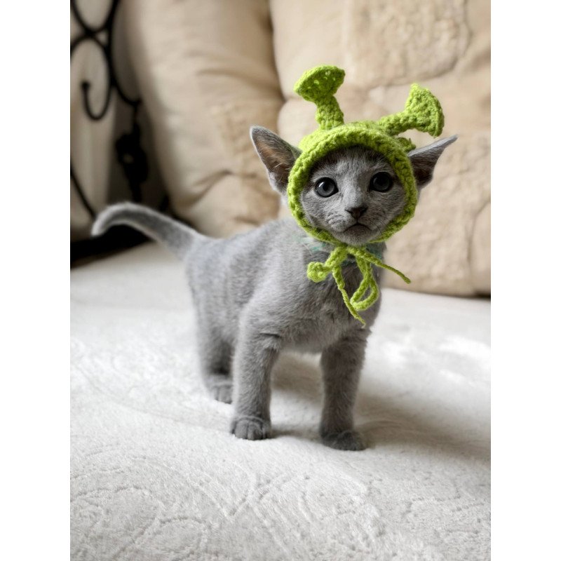 Russian Blue Nanny