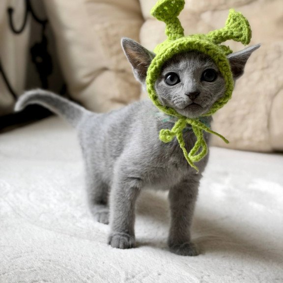 Russian Blue Nanny