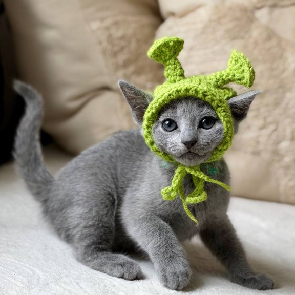 Russian Blue Nanny