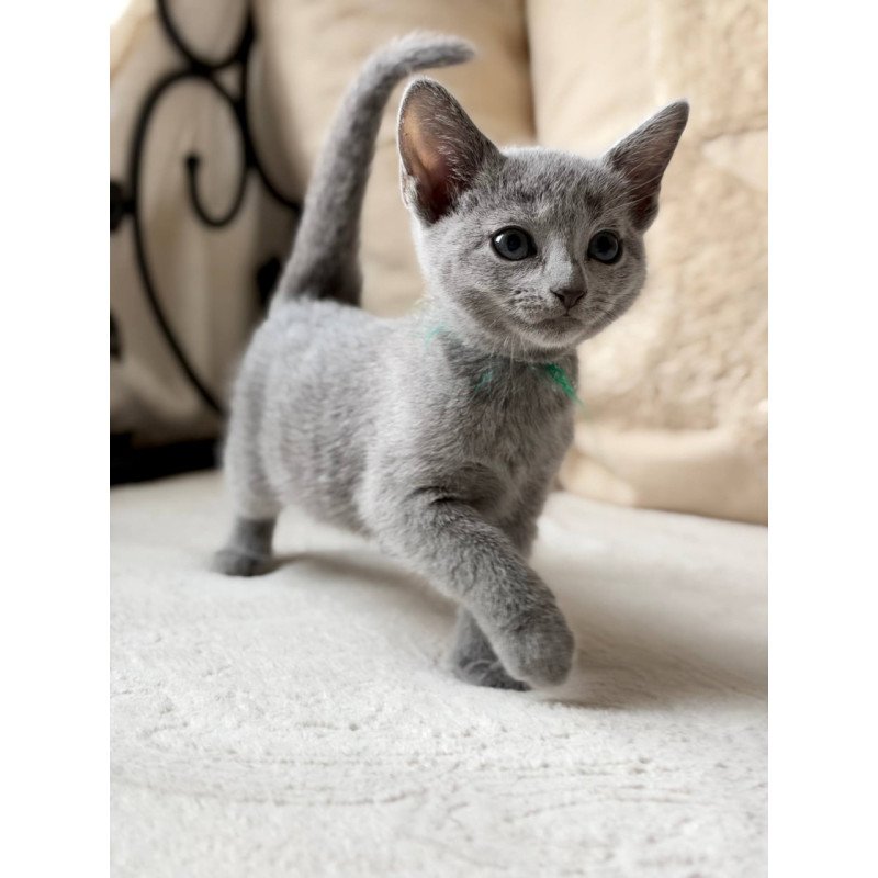 Russian Blue Nanny