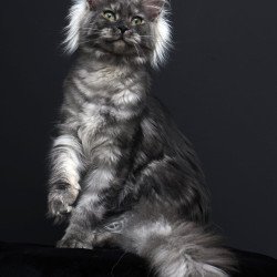 Maine Coon AP Sabrina