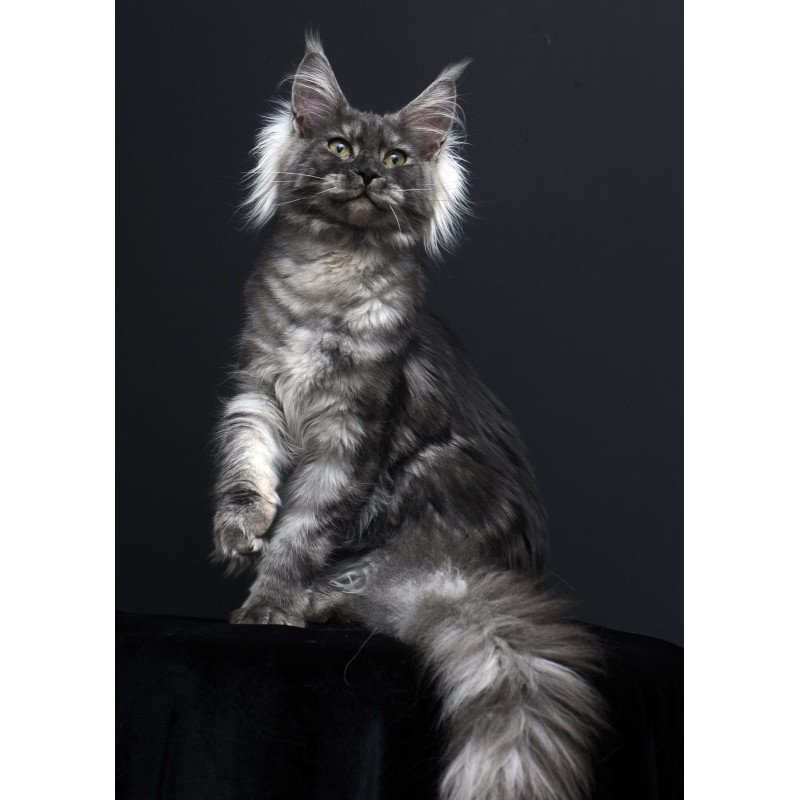 Maine Coon AP Sabrina