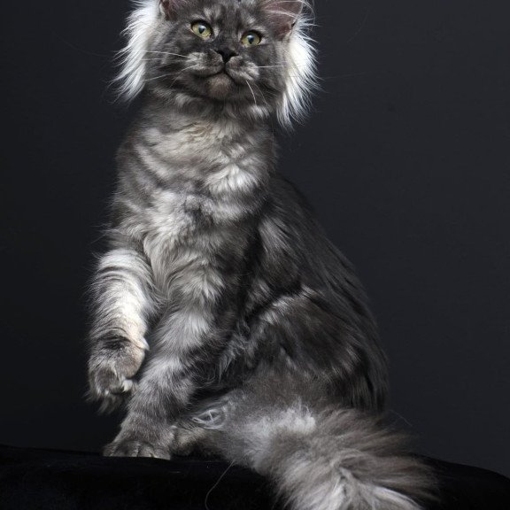 Maine Coon AP Sabrina