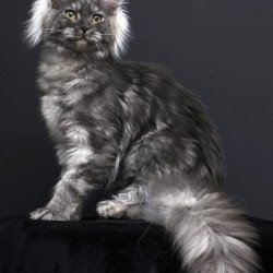 Maine Coon AP Sabrina