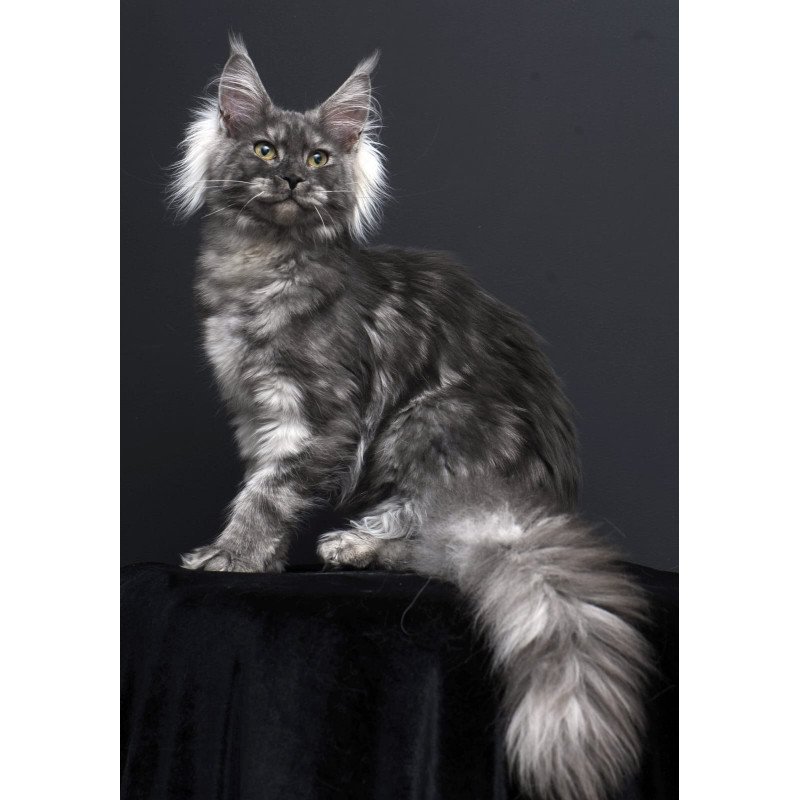 Maine Coon AP Sabrina