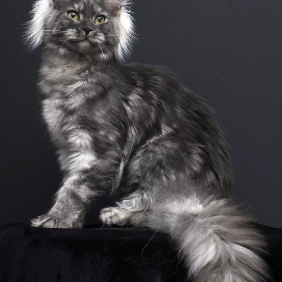 Maine Coon AP Sabrina