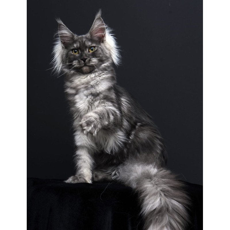Maine Coon AP Sabrina