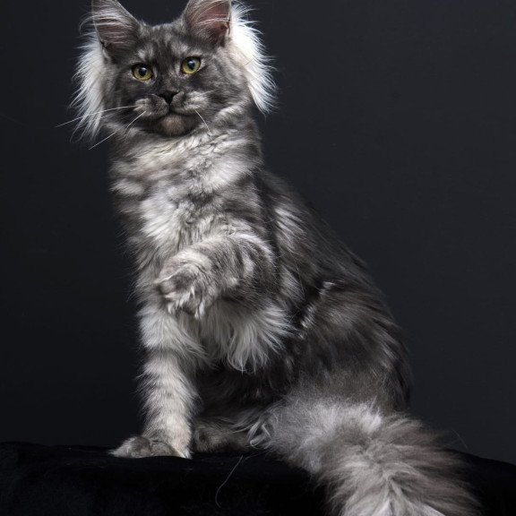 Maine Coon AP Sabrina