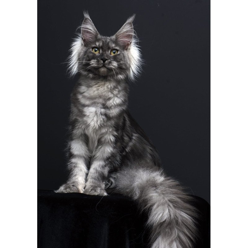 Maine Coon AP Sabrina