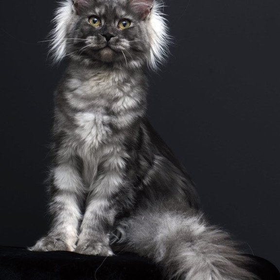 Maine Coon AP Sabrina