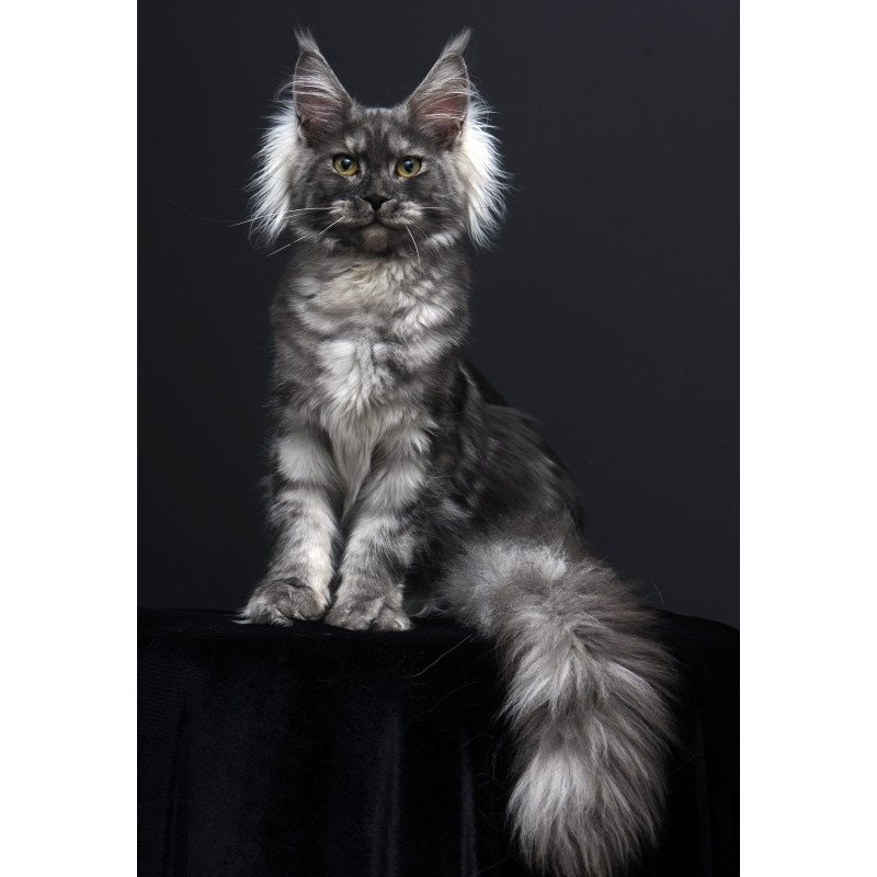 Maine Coon AP Sabrina