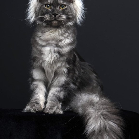 Maine Coon AP Sabrina