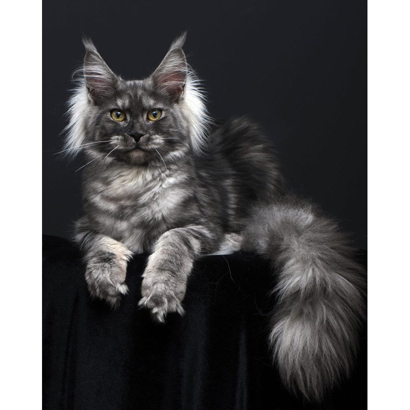 Maine Coon AP Sabrina