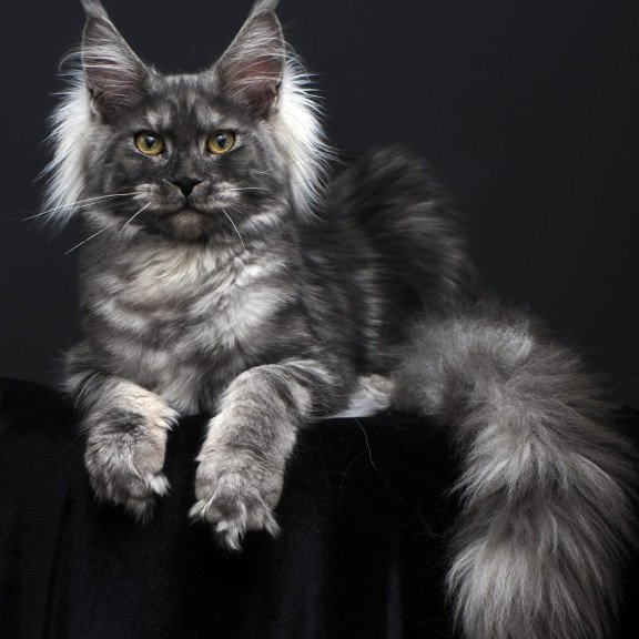 Maine Coon AP Sabrina