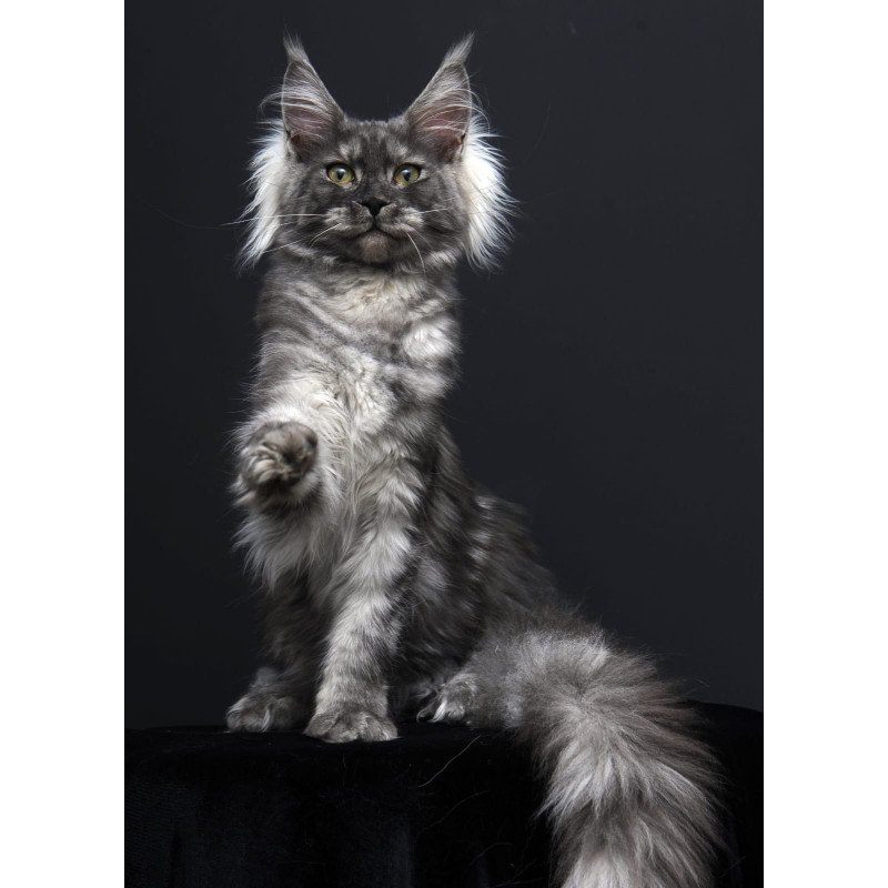 Maine Coon AP Sabrina