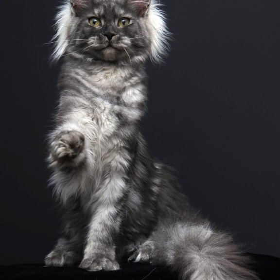 Maine Coon AP Sabrina