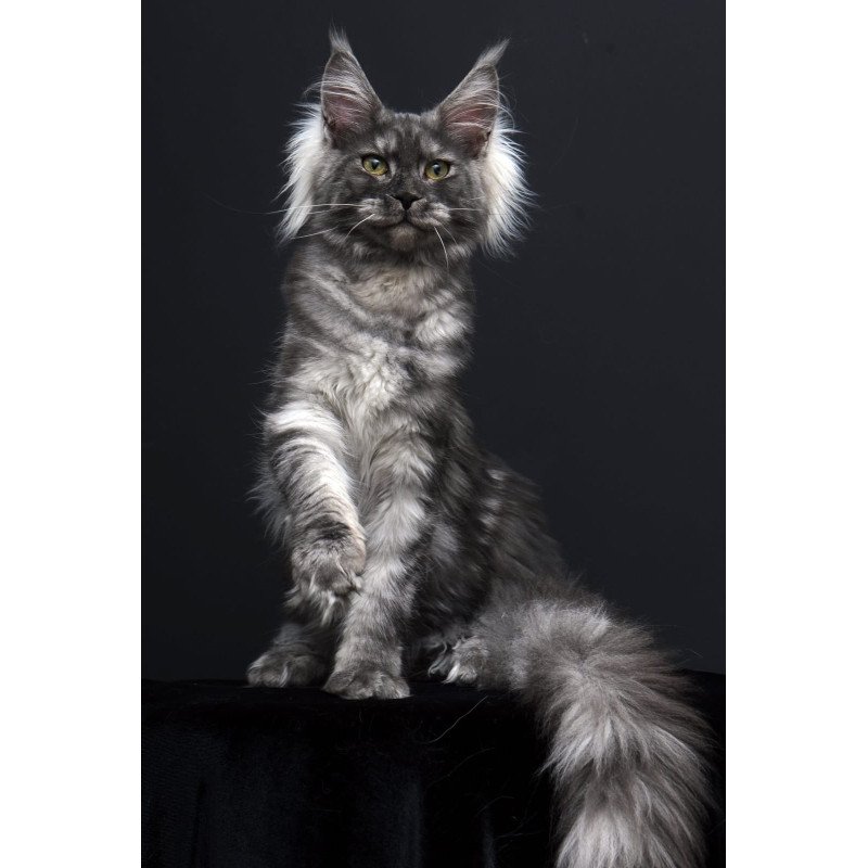 Maine Coon AP Sabrina