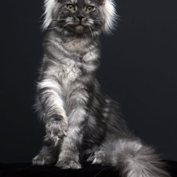 Maine Coon AP Sabrina