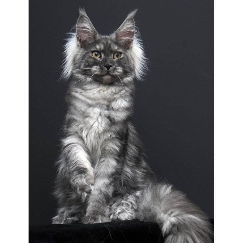 Maine Coon AP Sabrina
