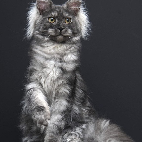 Maine Coon AP Sabrina