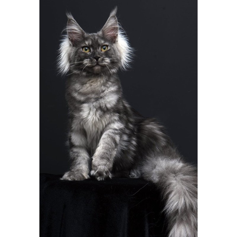 Maine Coon AP Sabrina