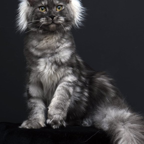 Maine Coon AP Sabrina