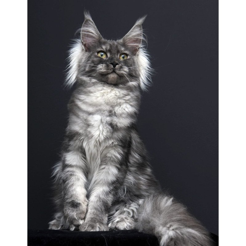 Maine Coon AP Sabrina