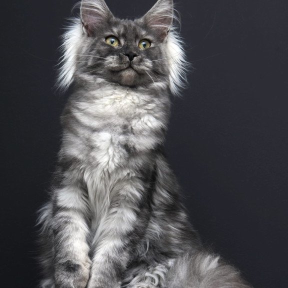 Maine Coon AP Sabrina
