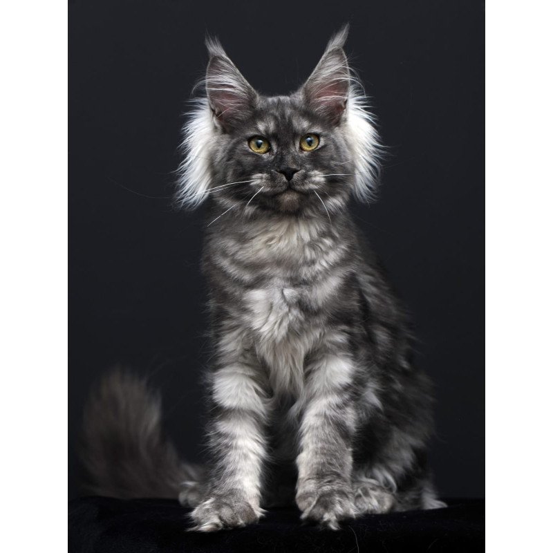 Maine Coon AP Sabrina