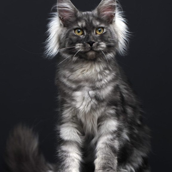 Maine Coon AP Sabrina