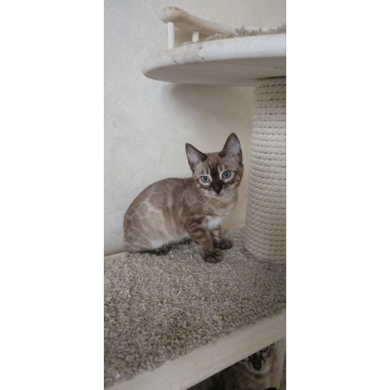 Bengal NOV Nutela