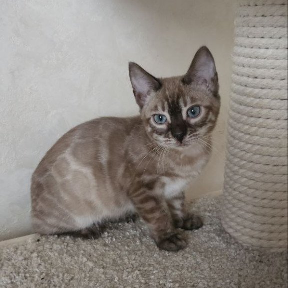 Bengal NOV Nutela
