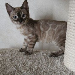 Bengal NOV Nutela