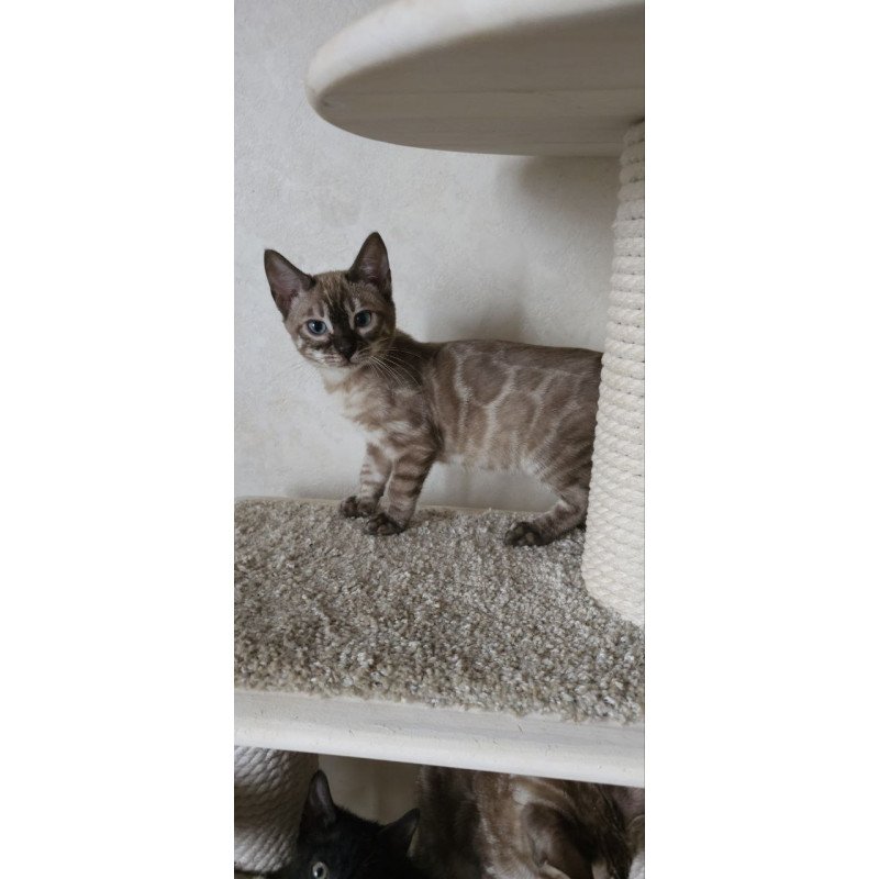Bengal NOV Nutela
