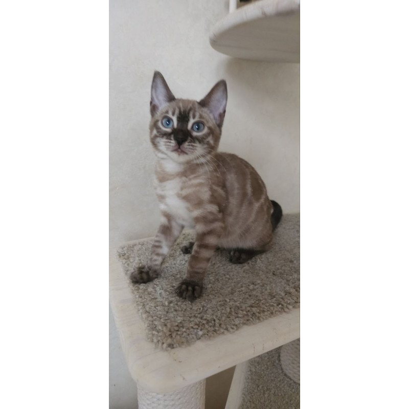 Bengal NOV Nutela