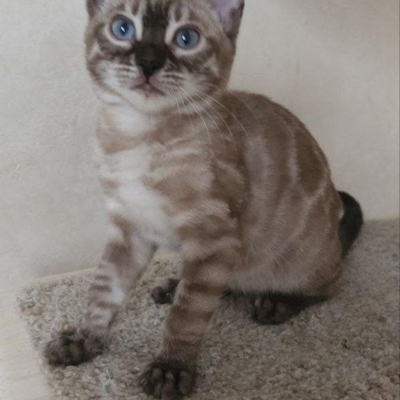 Bengal NOV Nutela