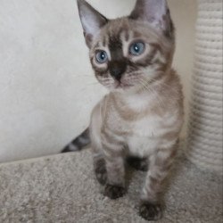 Bengal NOV Nutela