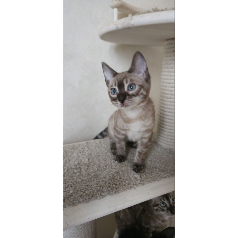 Bengal NOV Nutela