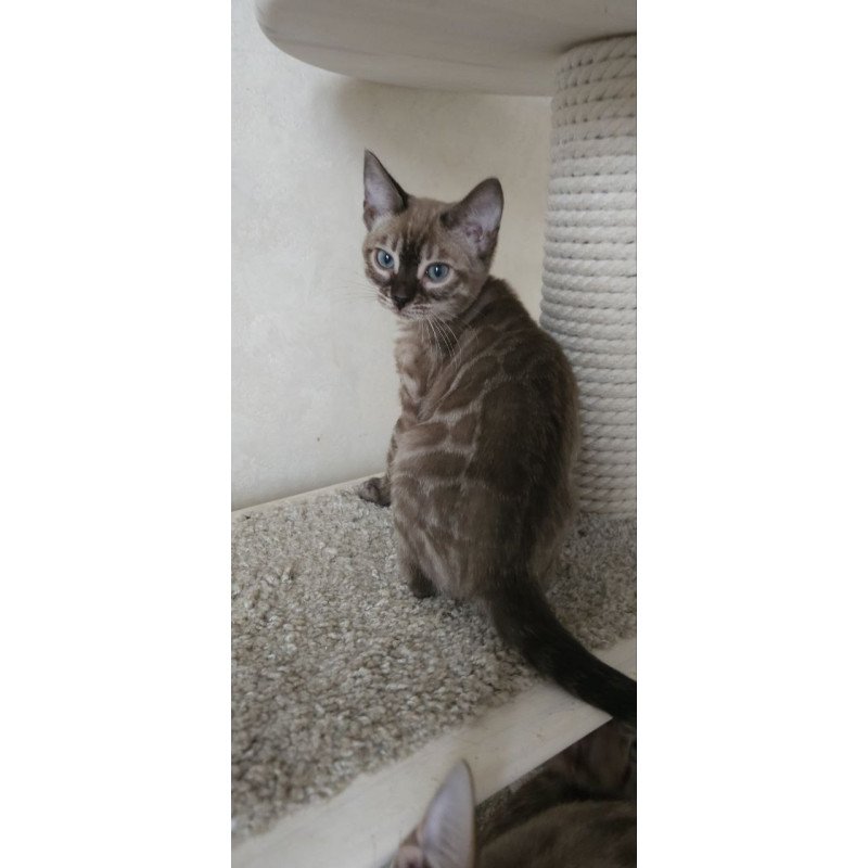 Bengal NOV Nutela