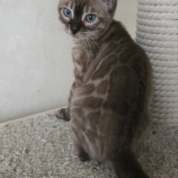 Bengal NOV Nutela