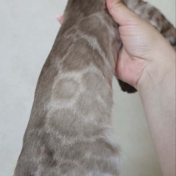 Bengal NOV Nutela