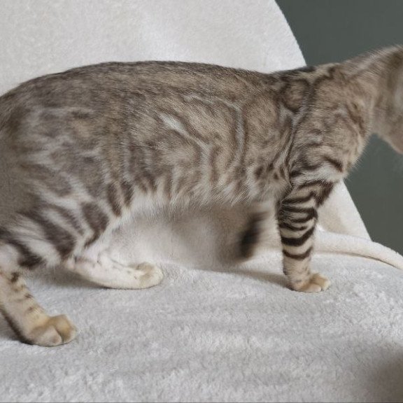 Bengal NOV Max