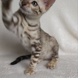 Bengal NOV Max