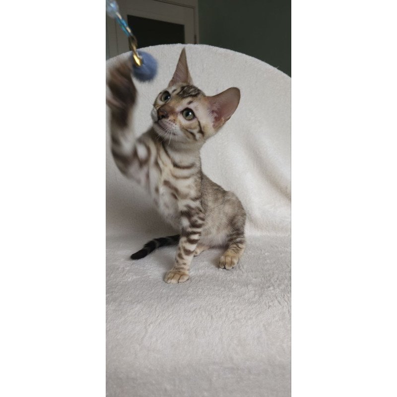 Bengal NOV Max